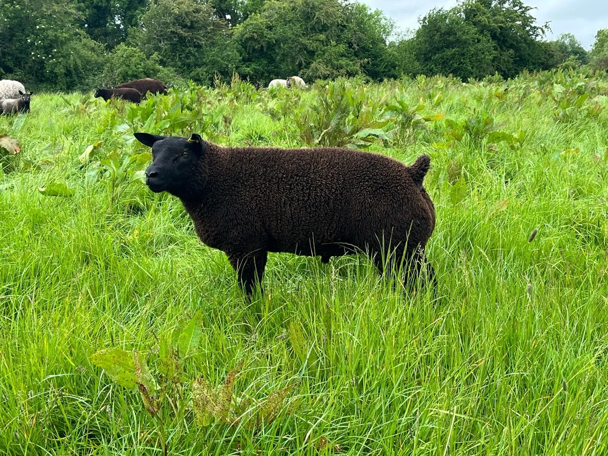 Blue Texel ram lambs