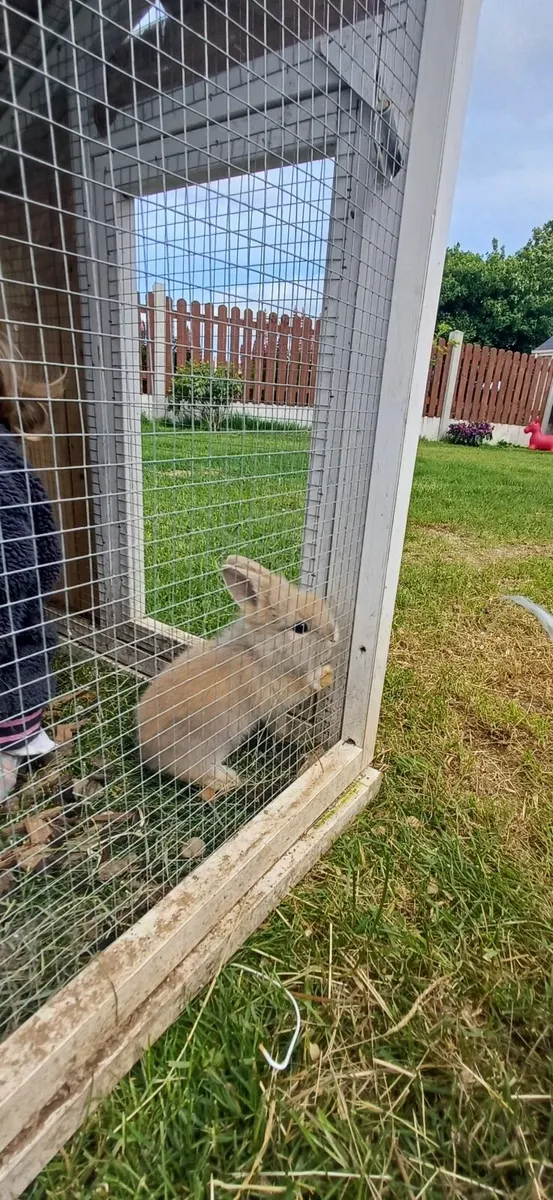Dwarf baby rabbits - Image 2
