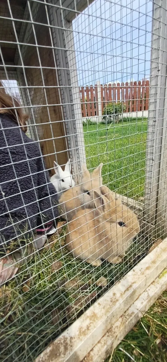 Dwarf baby rabbits - Image 3