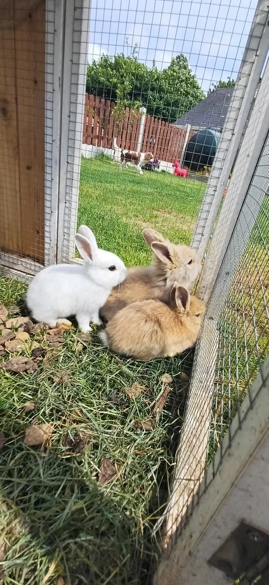 Dwarf baby rabbits - Image 1