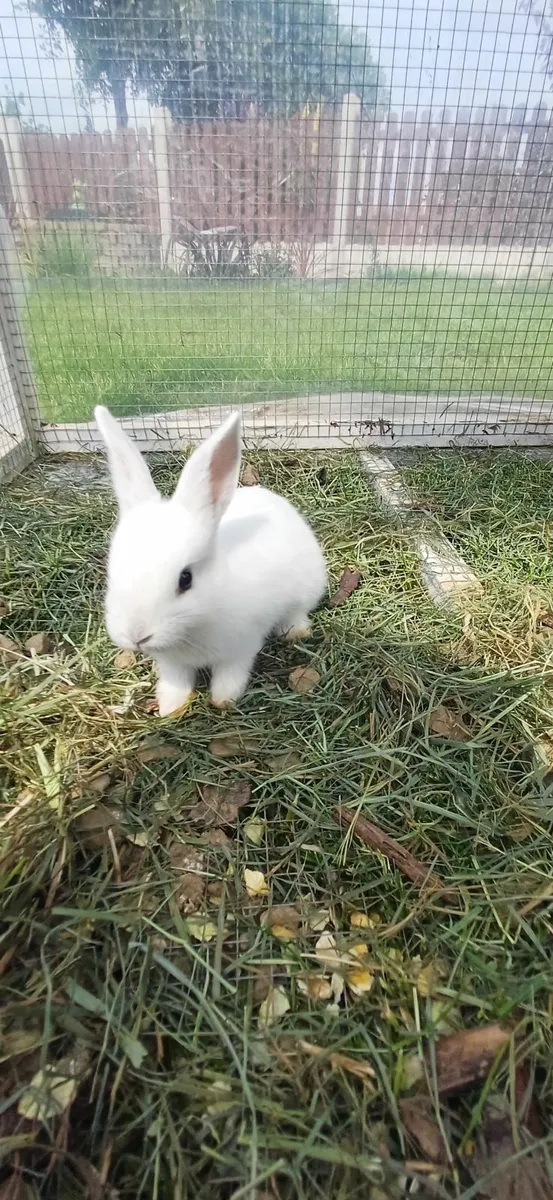Dwarf baby rabbits - Image 4