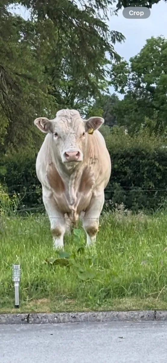 Bull - Image 1