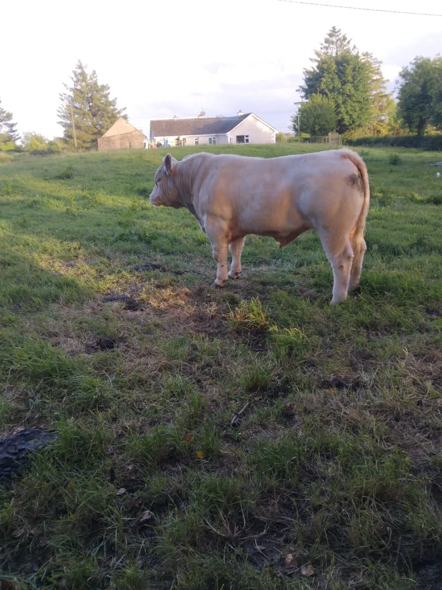 Bull - Image 2