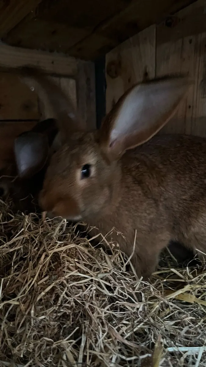 Rabbits - Image 3