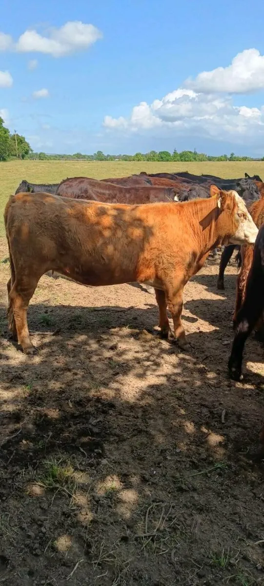Organic yearlings - Image 1