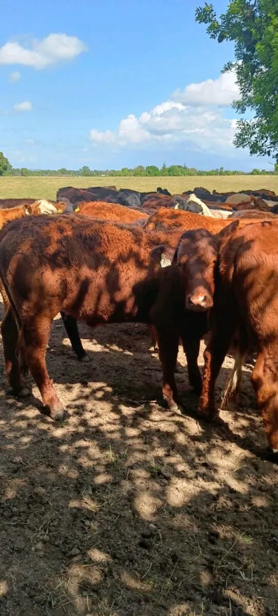Organic yearlings - Image 2