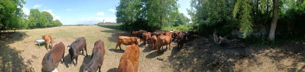 Organic yearlings - Image 3