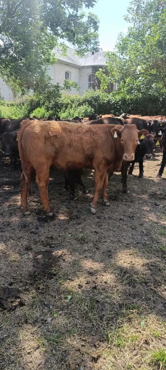 Organic yearlings - Image 4