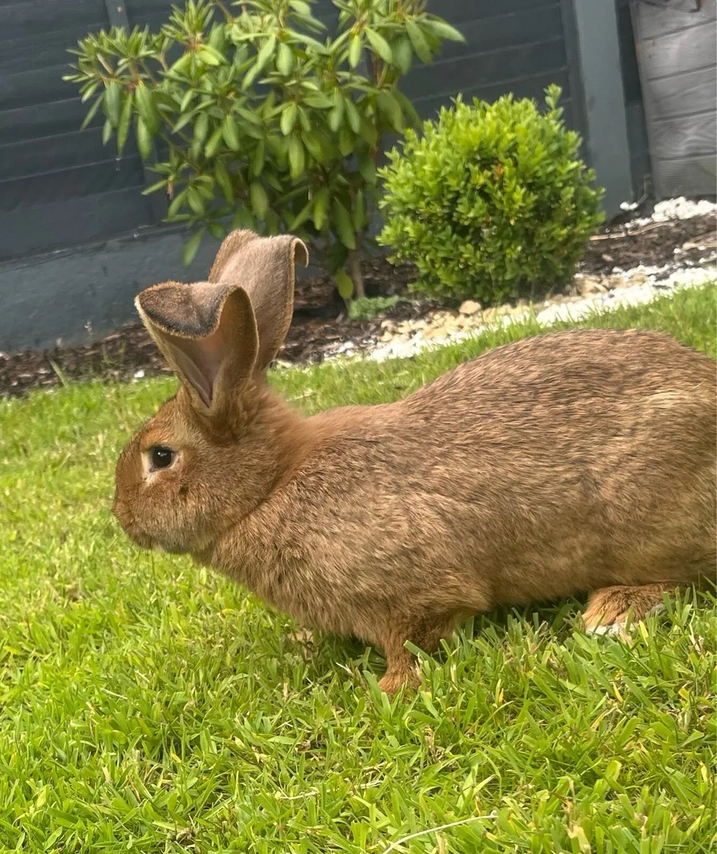 Rabbits - Image 1