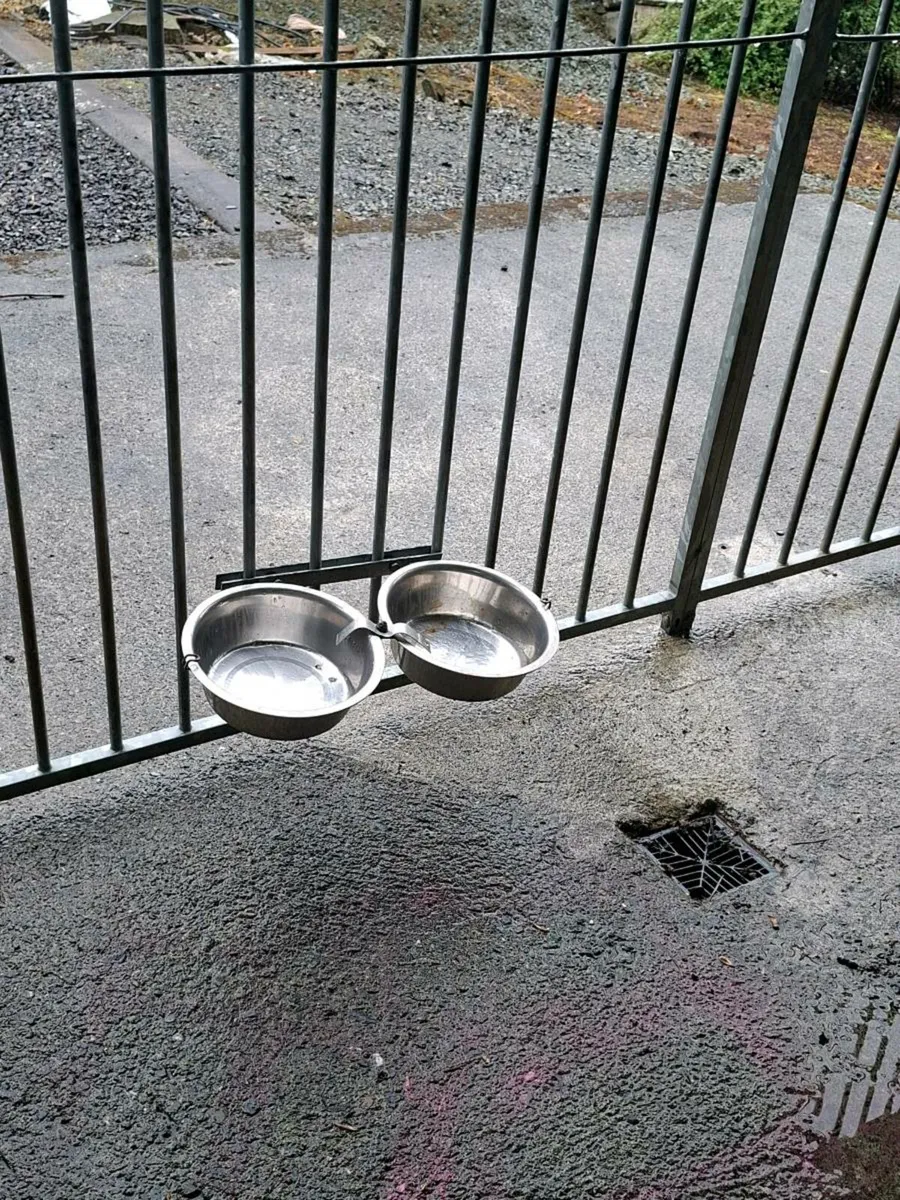Dog Run - Image 3