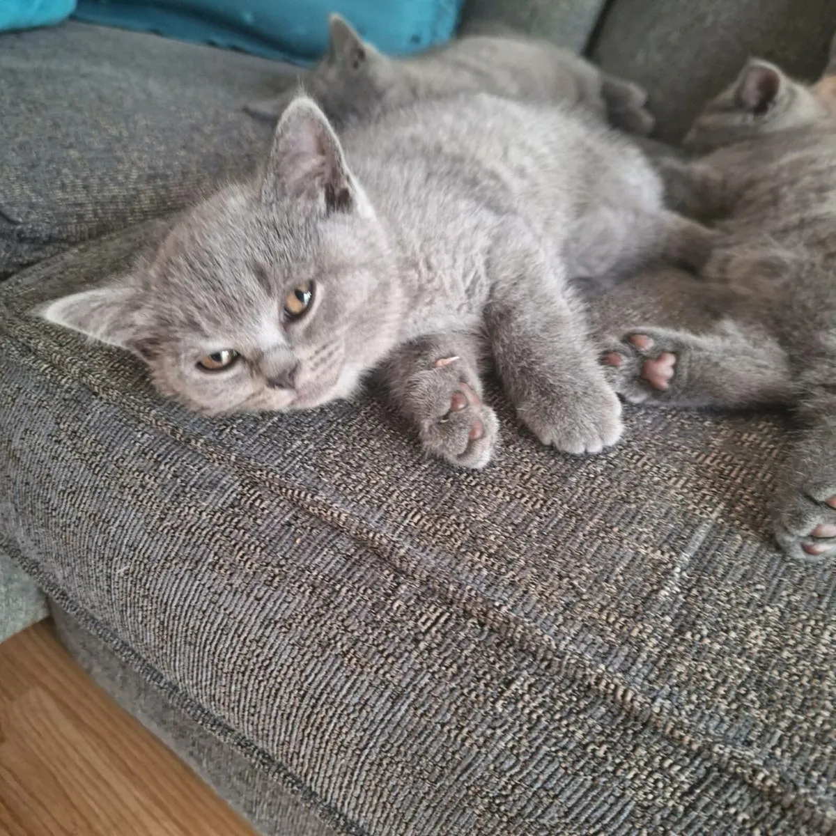 British shorthair kittens - Image 2