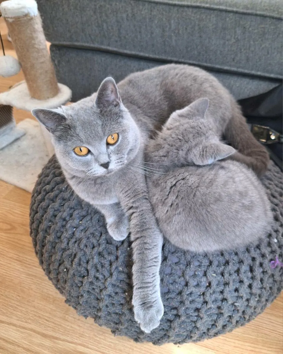 British shorthair kittens - Image 3