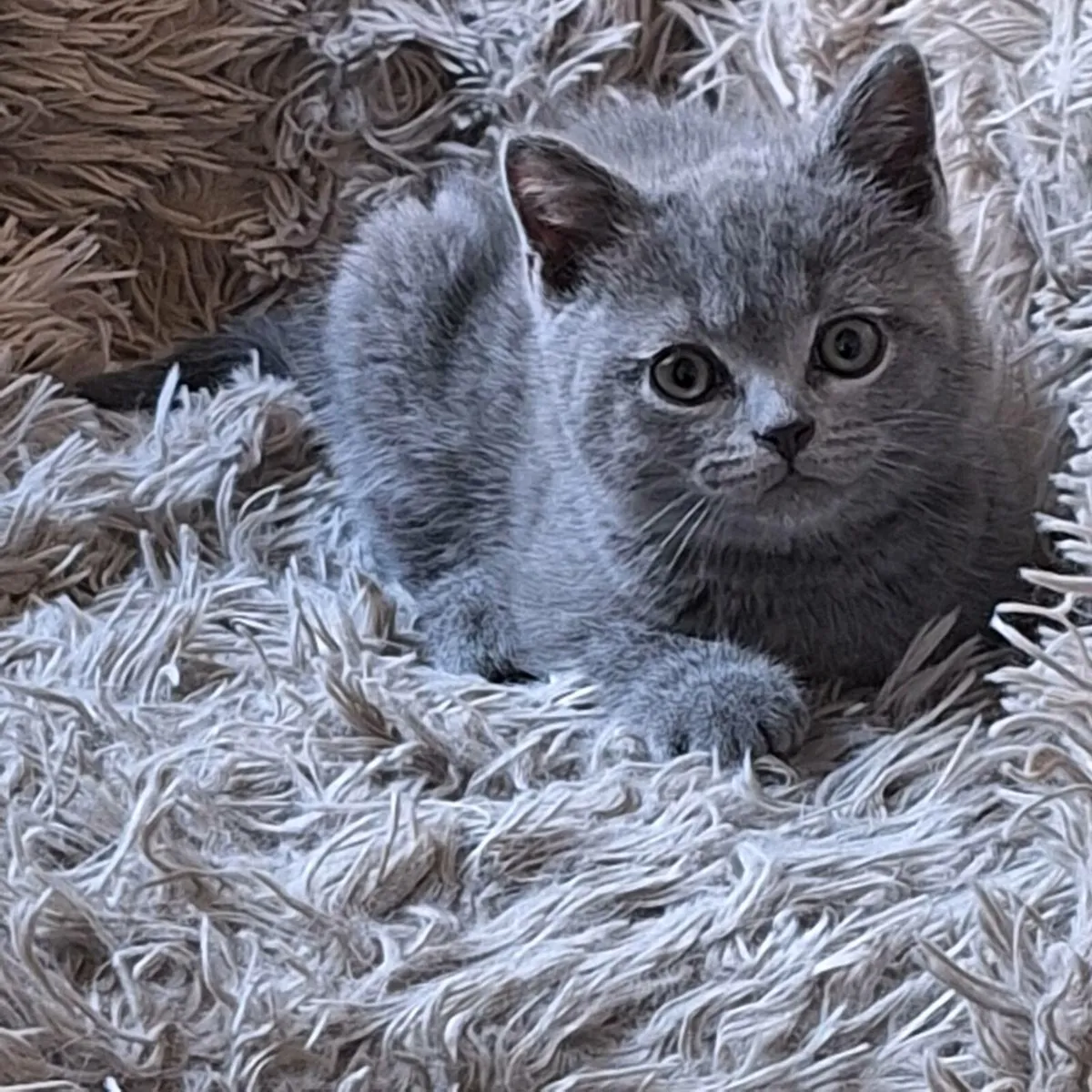 British shorthair kittens - Image 4