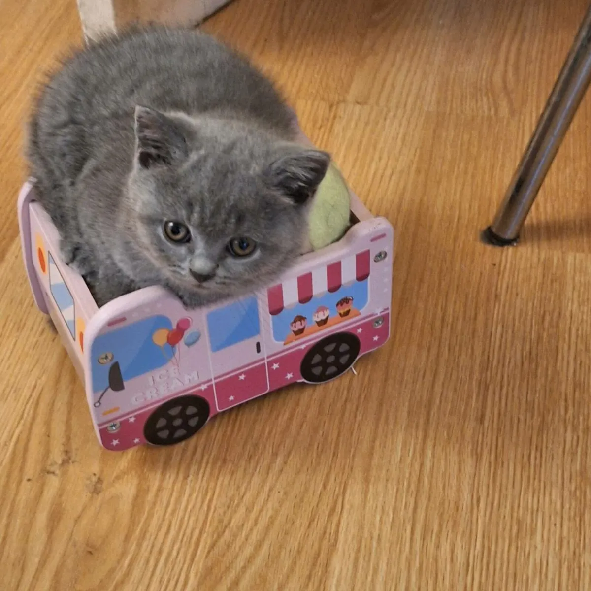 British shorthair kittens only 3 left 😸 - Image 4