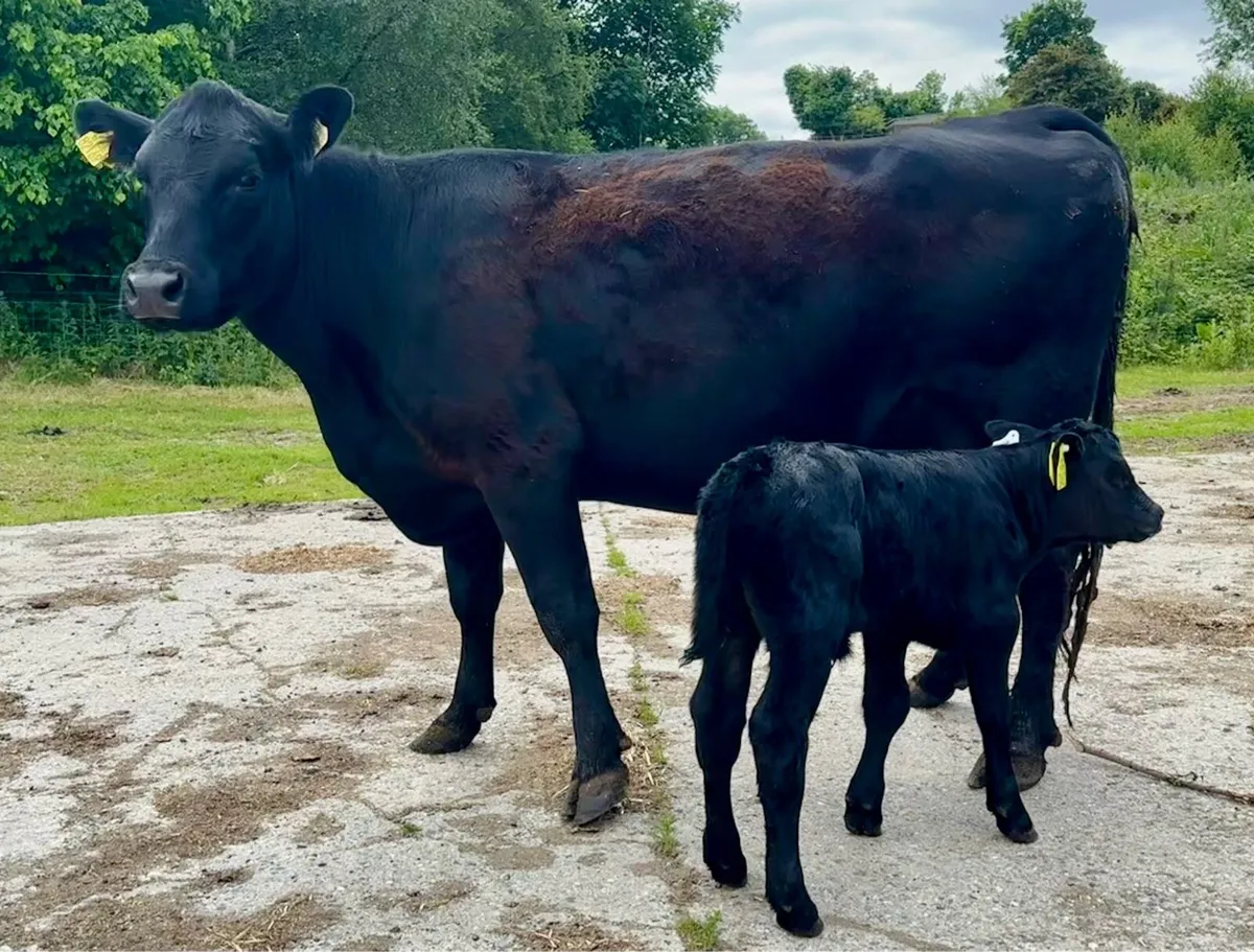 Pedigree Angus Cows with calves at foot - Image 1