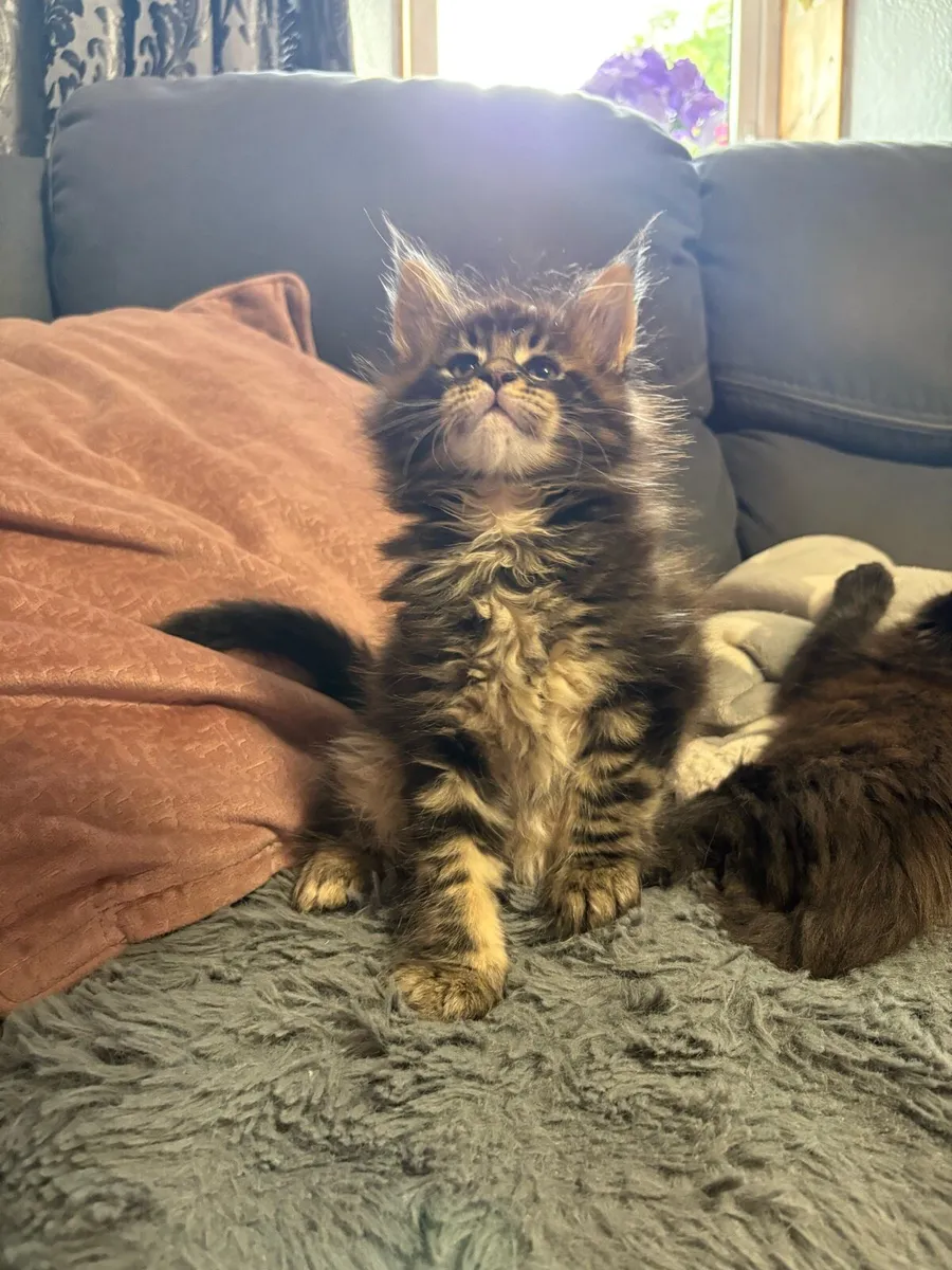 Maine Coone Kittens - Image 1