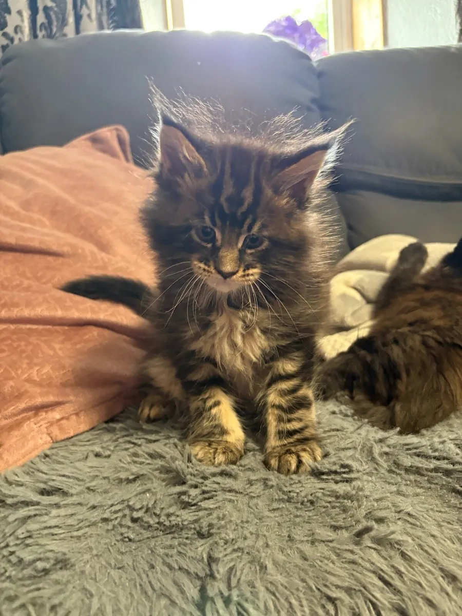 Maine Coone Kittens - Image 2