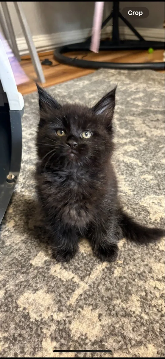 Maine Coone Kittens - Image 3