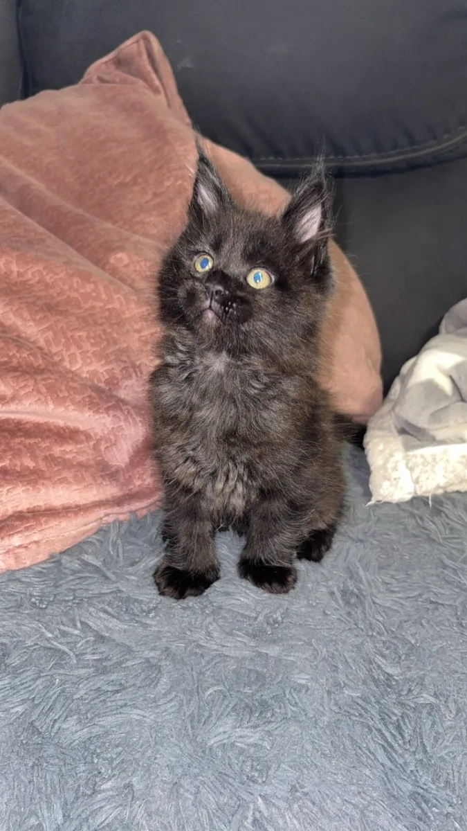 Maine Coon Kittens *One Boy Left* - Image 2