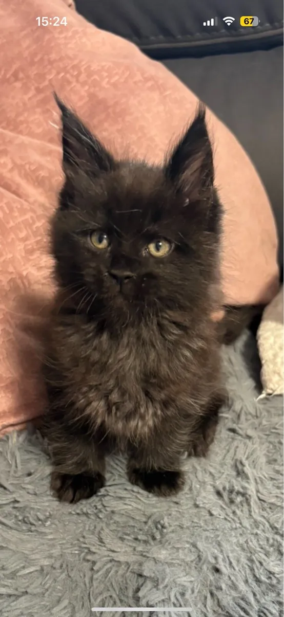 Maine Coon Kittens *One Boy Left* - Image 3