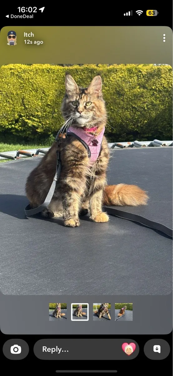 Maine Coon Kittens *One Boy Left* - Image 4