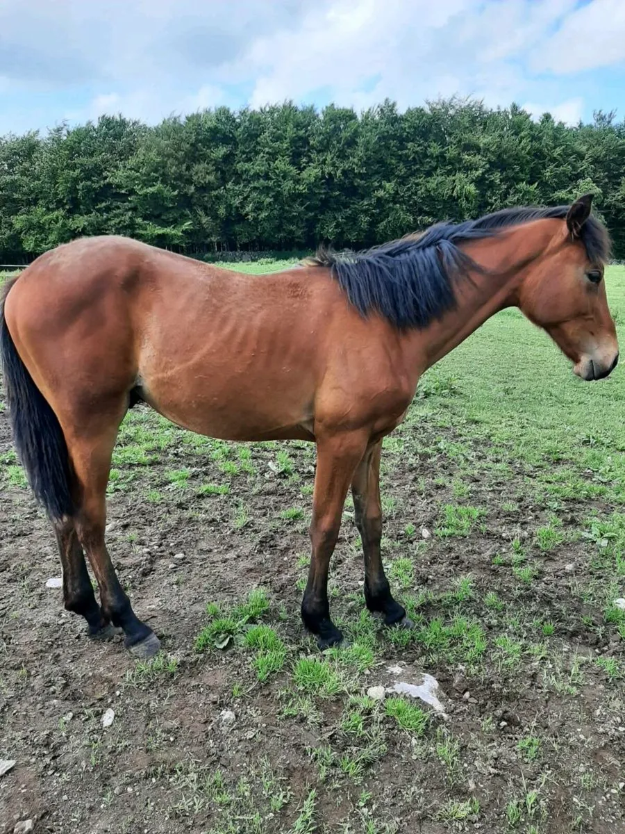 Equine - Image 2