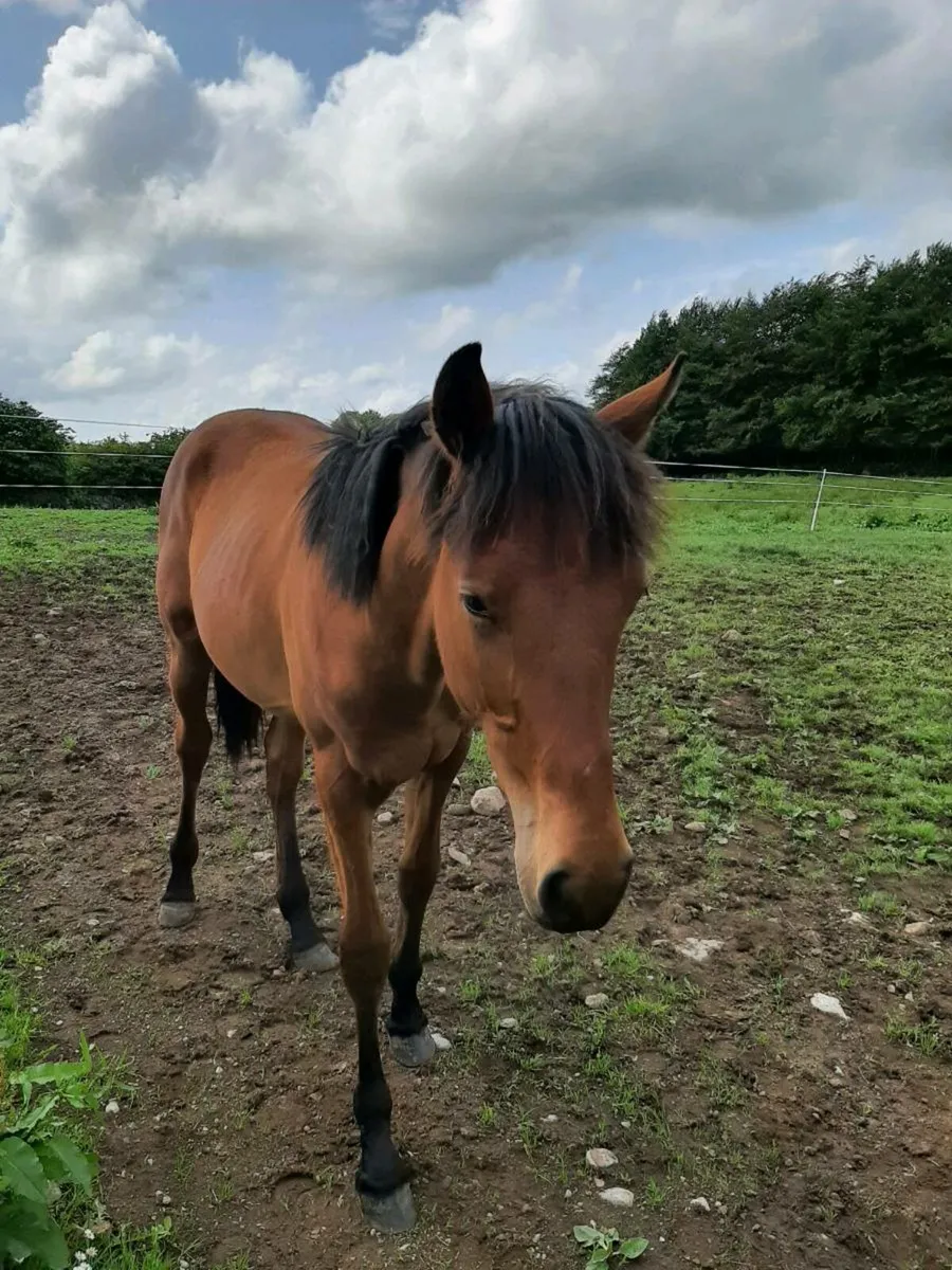 Equine - Image 3