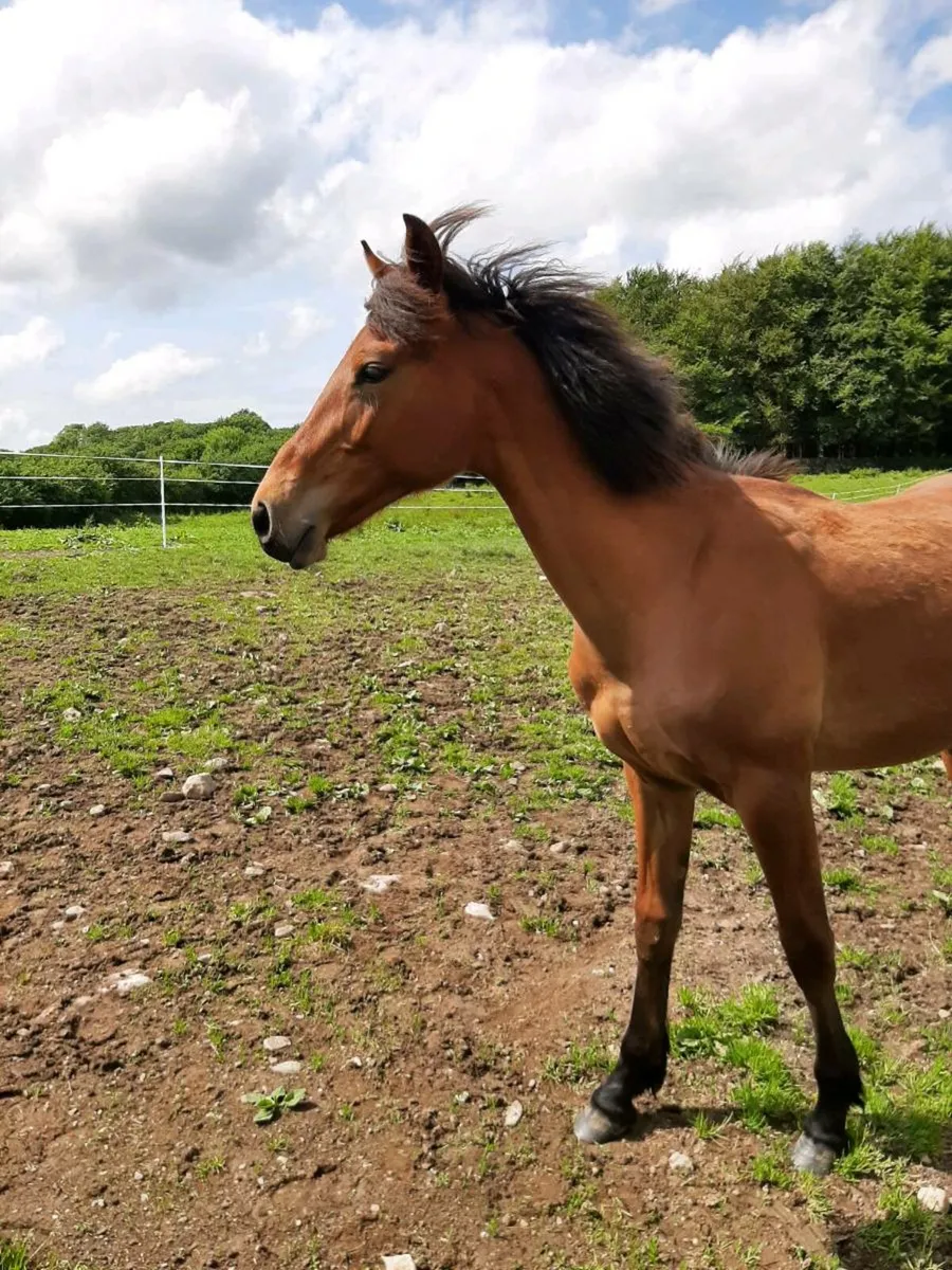 Equine - Image 4