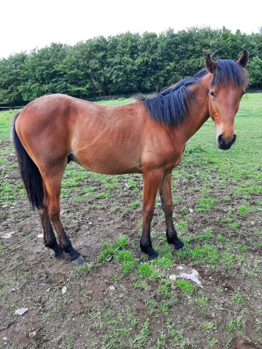 Equine - Image 1