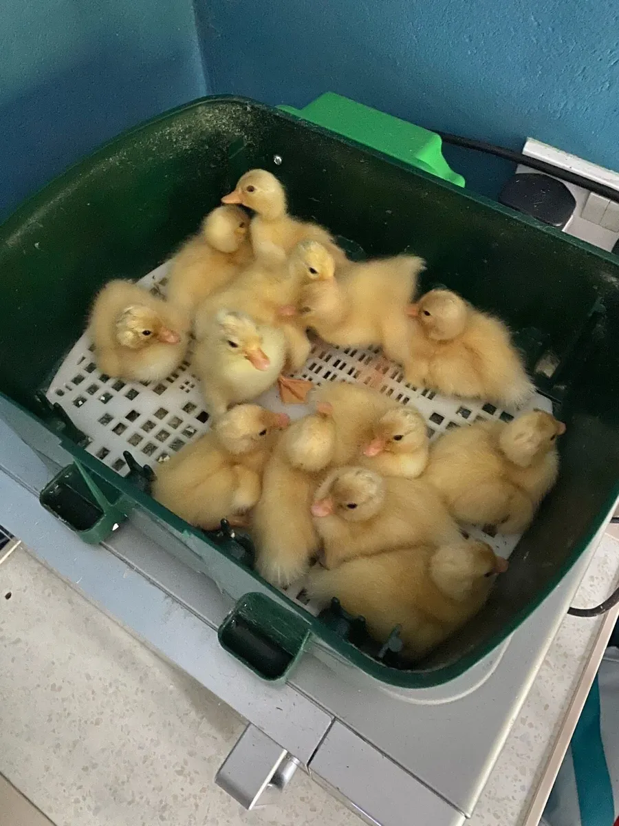 Call duck chicks - Image 1