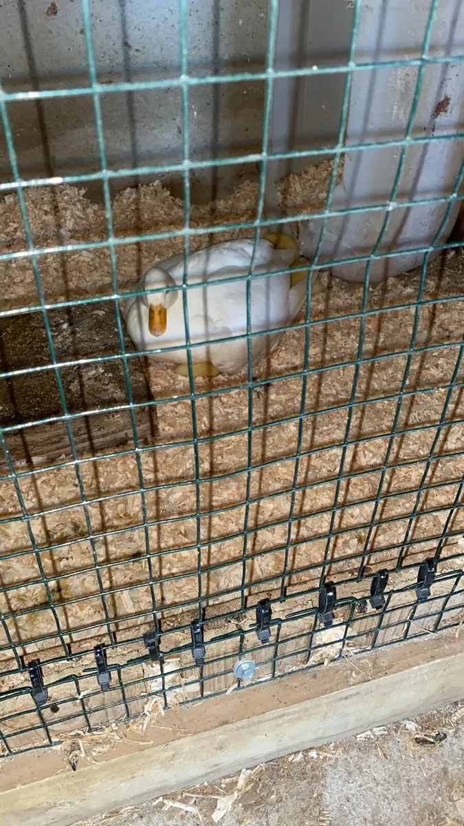 Call duck chicks - Image 2