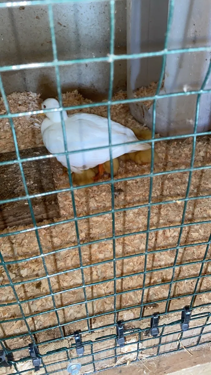 Call duck chicks - Image 3