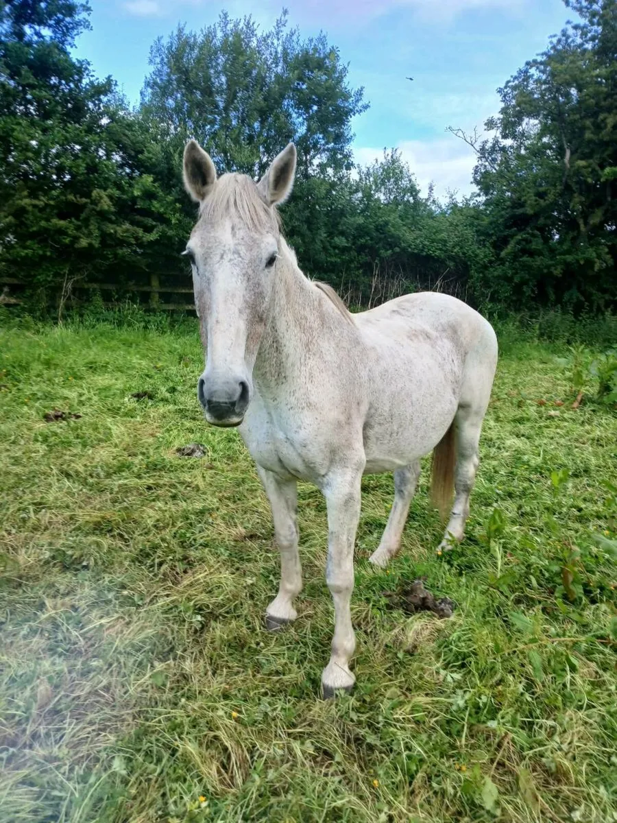 Horse - Image 1