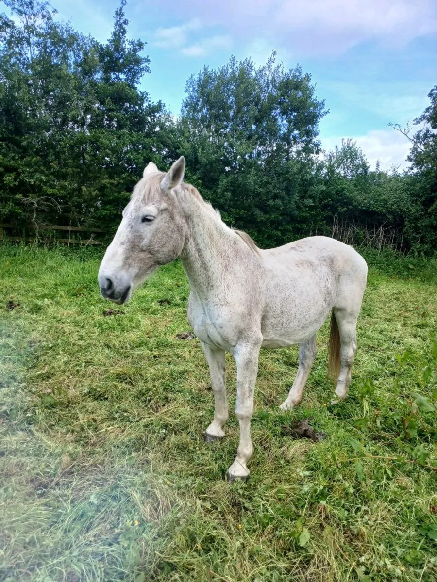 Horse - Image 2