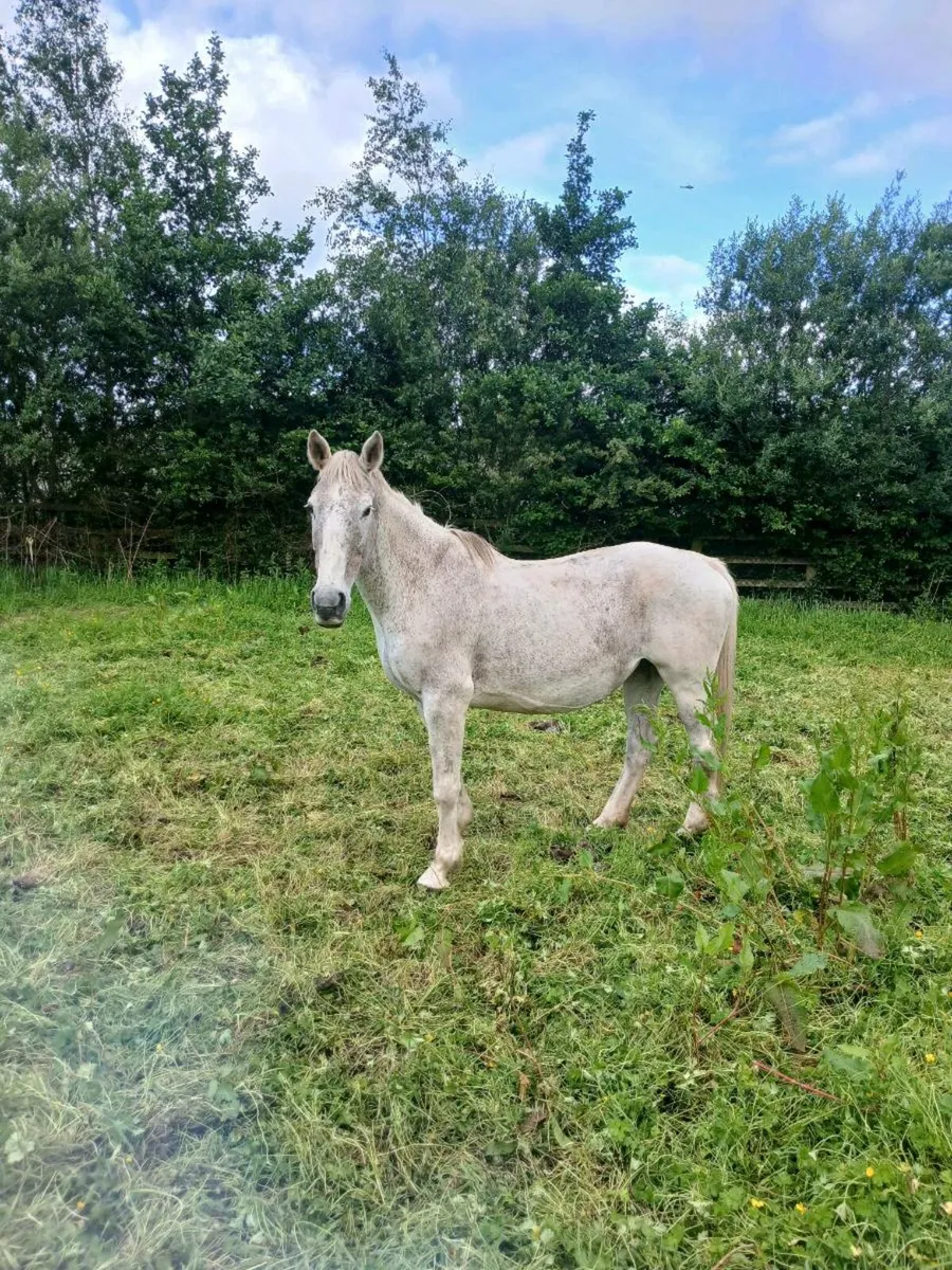 Horse - Image 3
