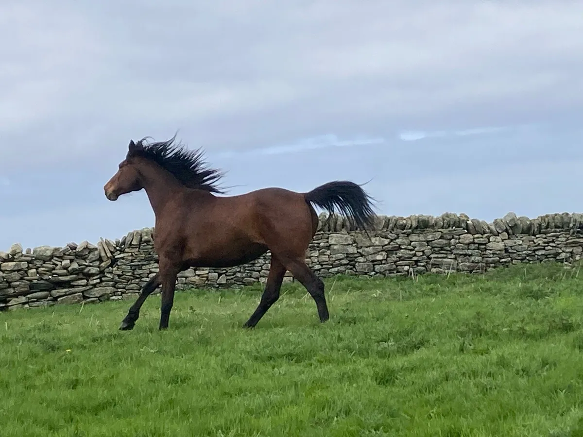 Cruising Mare - Image 4
