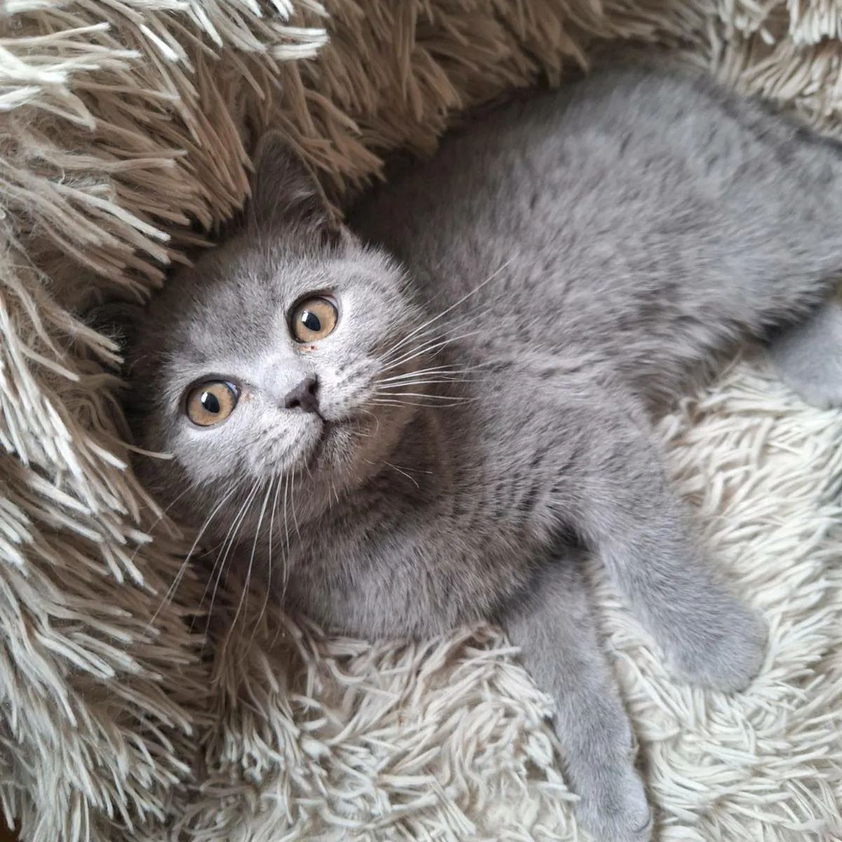 British shorthair kittens - Image 1