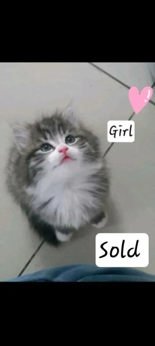Norwegian forest kittens mix - Image 4