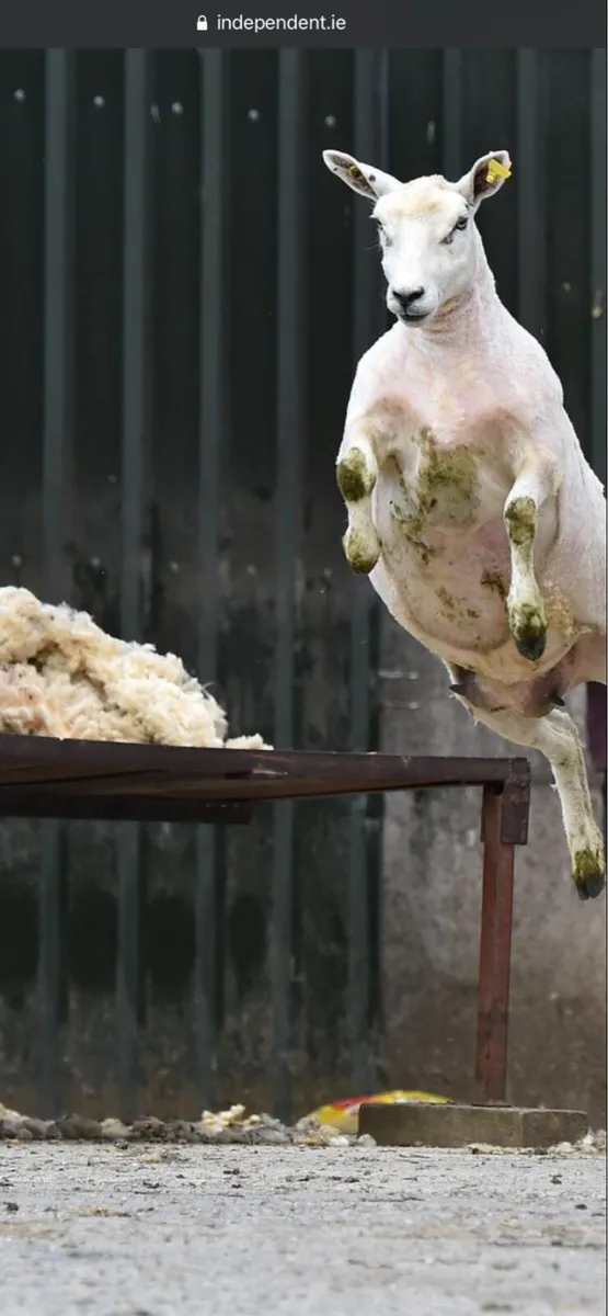 Sheep shearing