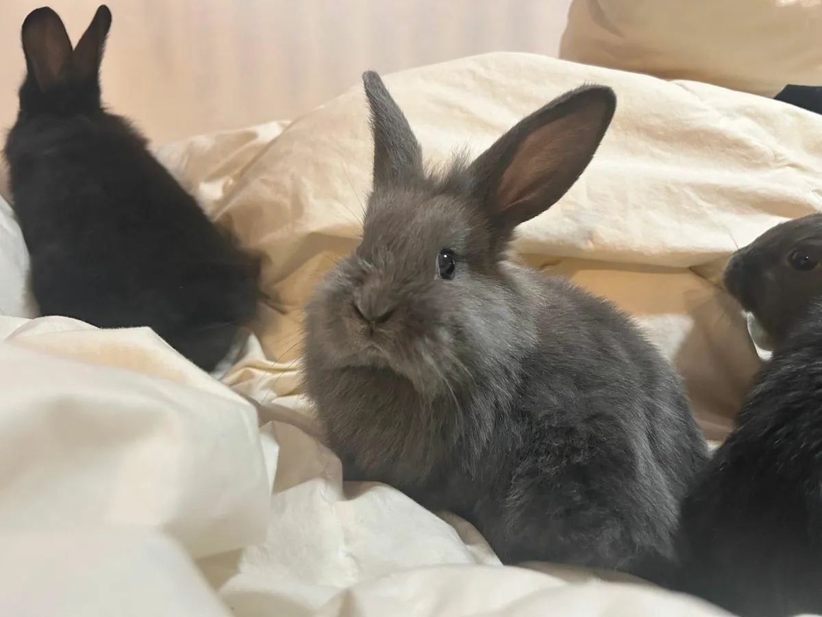 Black and Grey Bunnies - Image 1