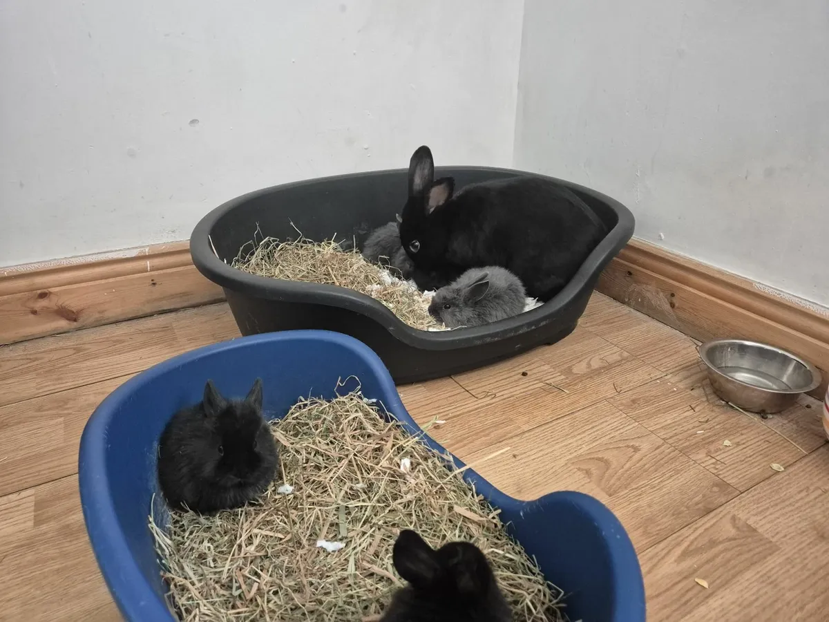 Black and Grey Bunnies - Image 2
