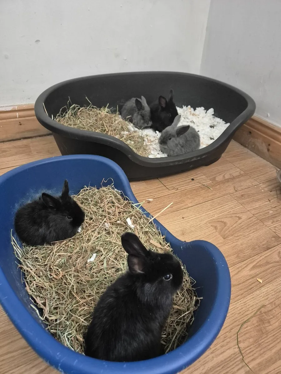 Black and Grey Bunnies - Image 3