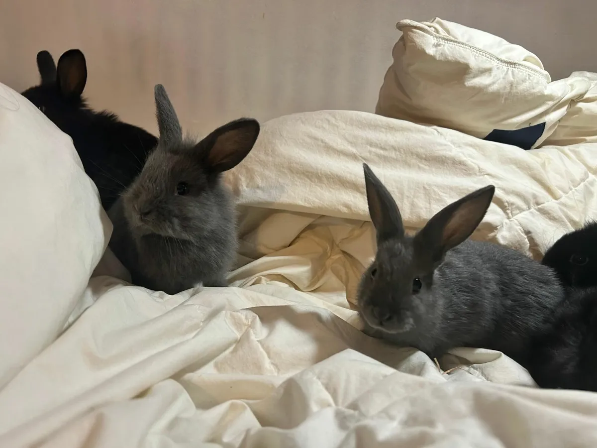 Black and Grey Bunnies - Image 4