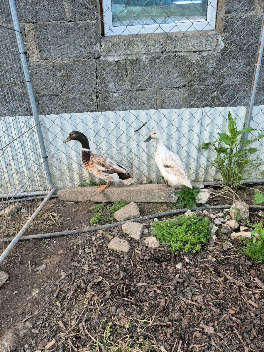 Hatching eggs and ducks - Image 2