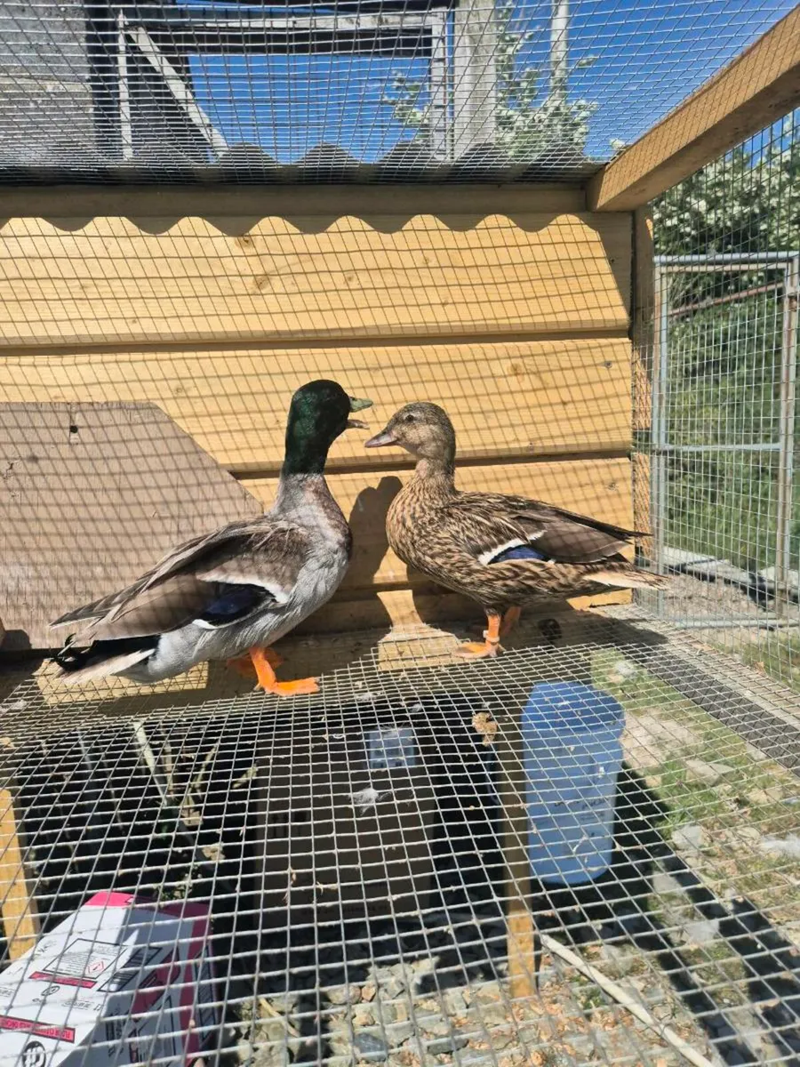 Hatching eggs and ducks - Image 3