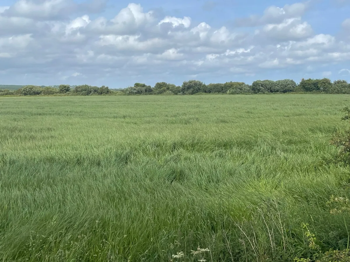 Silage grass - 27 acre - 1st cut - Image 1