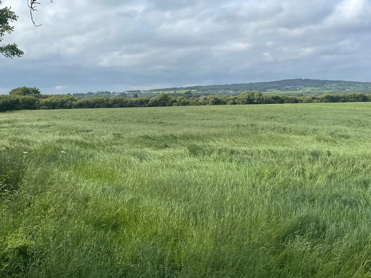 Silage grass - 27 acre - 1st cut - Image 2