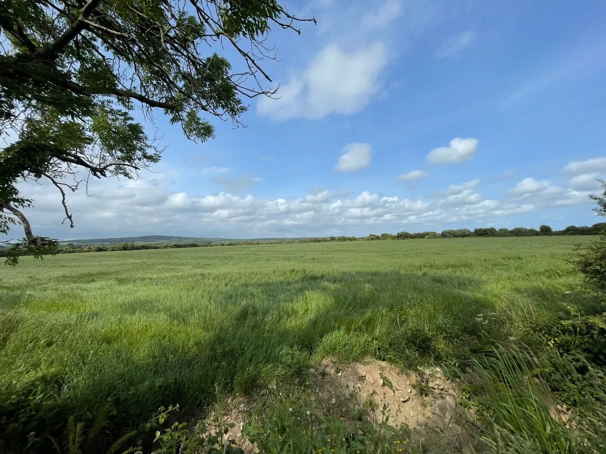 Silage grass - 27 acre - 1st cut - Image 3