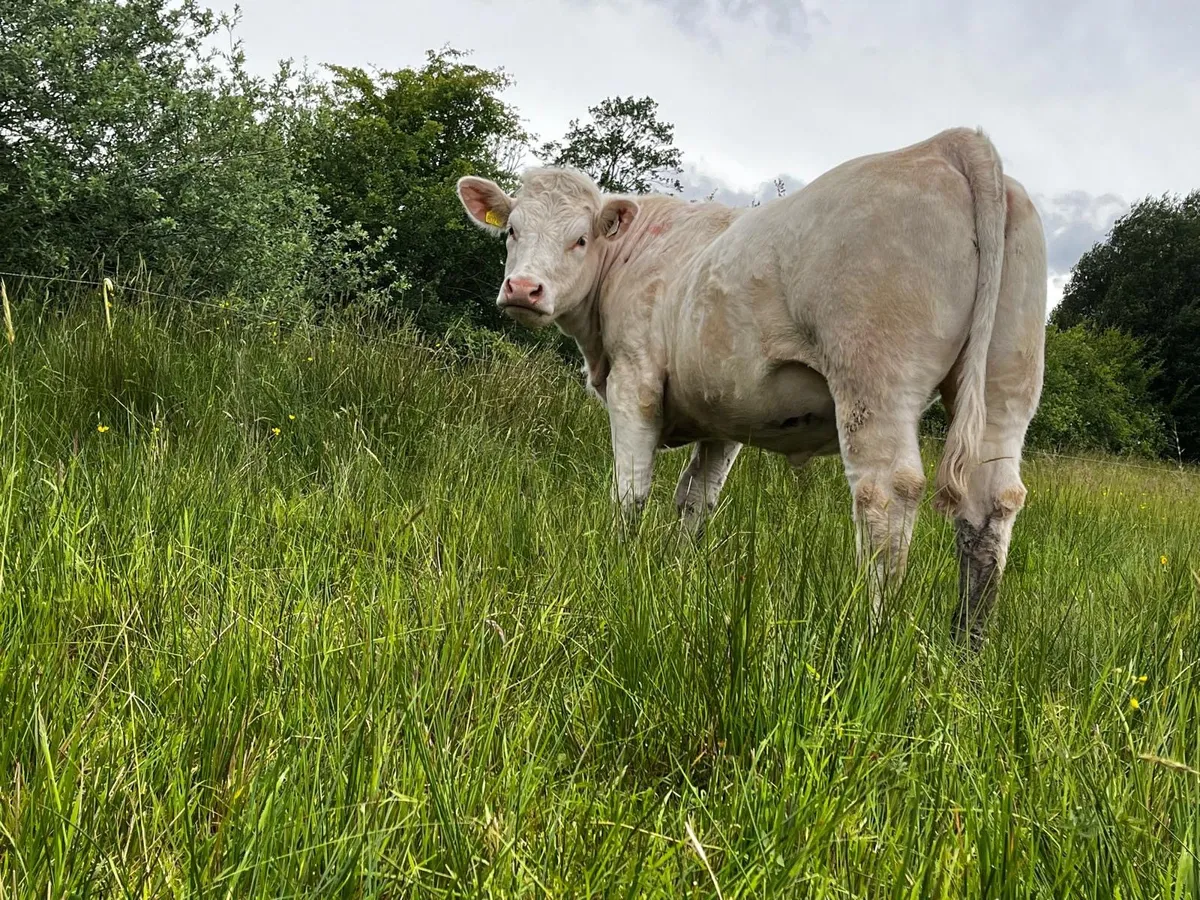 Pedigree Charolais Heifer - Image 1