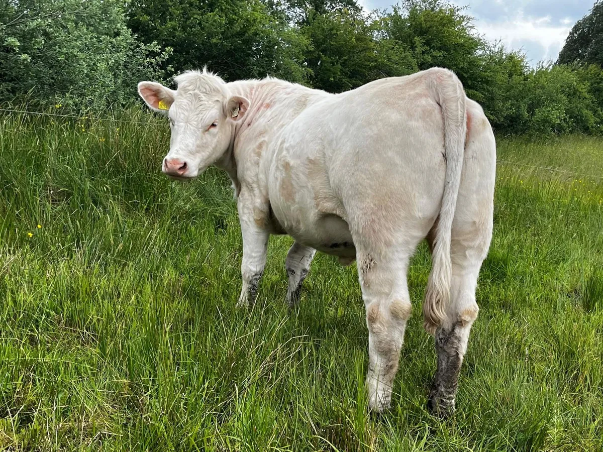 Pedigree Charolais Heifer - Image 3